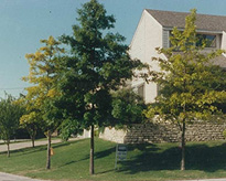 活力剤の土壌注入サービス