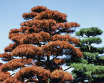 松くい虫予防サービス