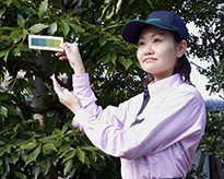 樹木の年間お手入れサービス